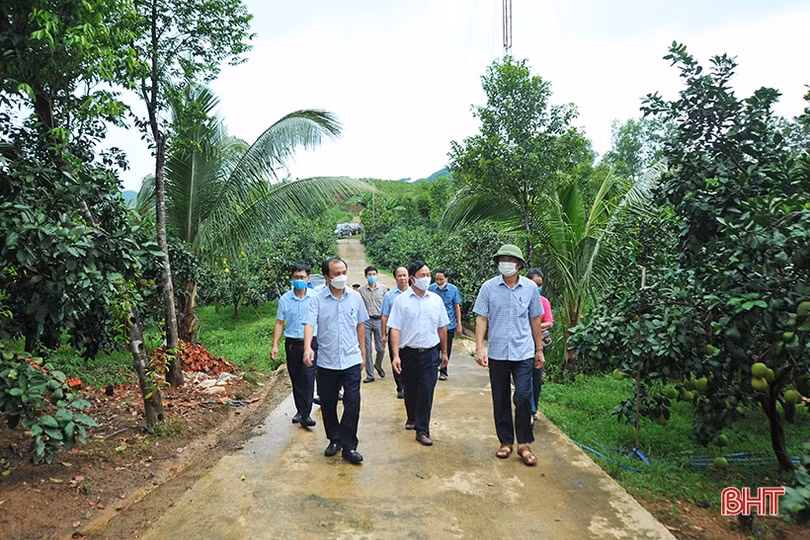 Rà soát tiến độ tiêu thụ bưởi Phúc Trạch để có giải pháp hỗ trợ kịp thời