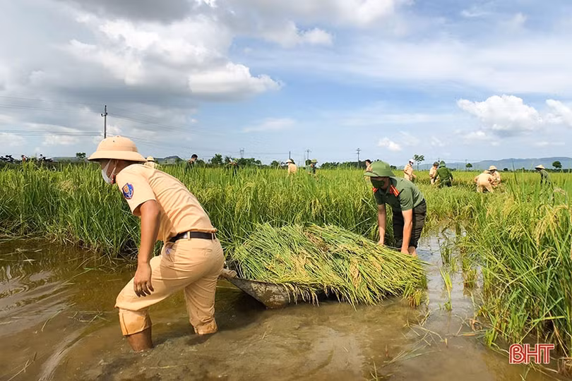 Cán bộ, chiến sỹ LLVT Hà Tĩnh giúp dân gặt lúa “chạy bão”