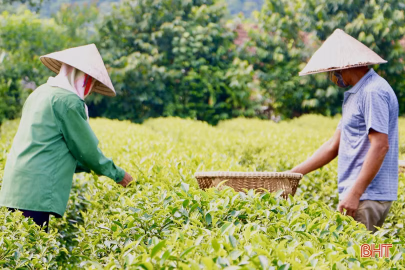 Công nhận nhãn hiệu tập thể đối với chè Hồng Lộc