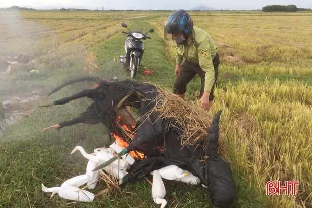 Công an Cẩm Xuyên tịch thu, tiêu hủy gần 800 chim xốp, 5.000 que dính nhựa săn bắt chim trời