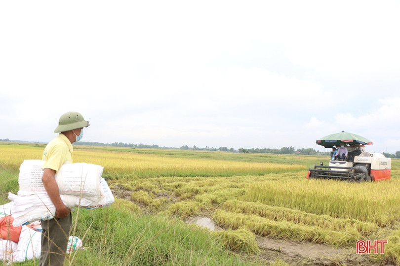 Mưa diện rộng ảnh hưởng đến thu hoạch lúa hè thu ở Hà Tĩnh