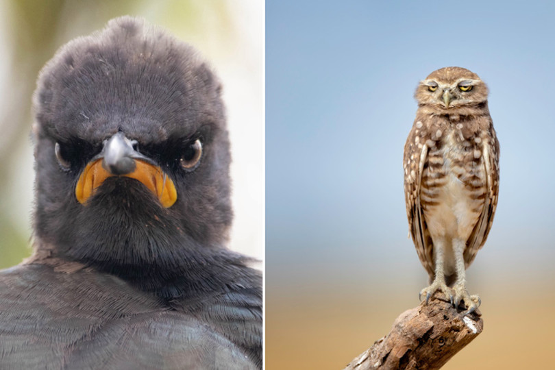 Cảnh đại bàng giật mình vào top ảnh động vật hài nhất năm