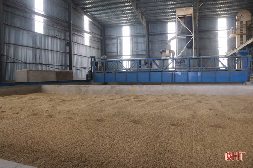 Ứng phó với thời tiết xấu, phấn đấu bảo toàn năng suất lúa hè thu ở Hà Tĩnh