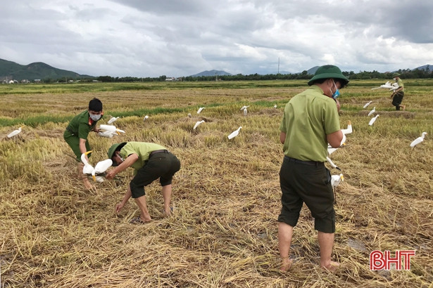 Công an Cẩm Xuyên tịch thu, tiêu hủy gần 800 chim xốp, 5.000 que dính nhựa săn bắt chim trời