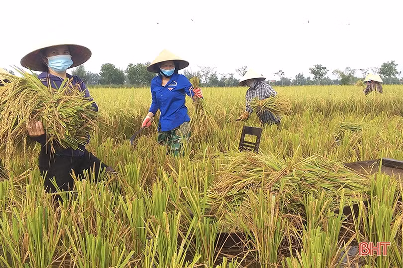 Cán bộ, chiến sỹ LLVT Hà Tĩnh giúp dân gặt lúa “chạy bão”