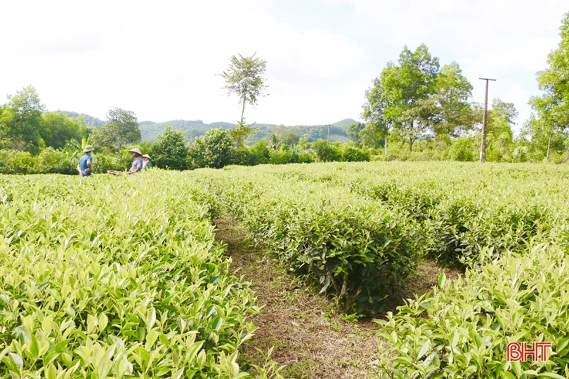 Xây dựng sản phẩm chè Thọ Điền đạt chuẩn OCOP