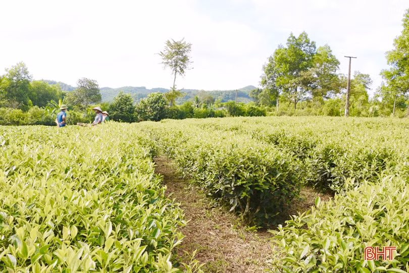 Xây dựng sản phẩm chè Thọ Điền đạt chuẩn OCOP