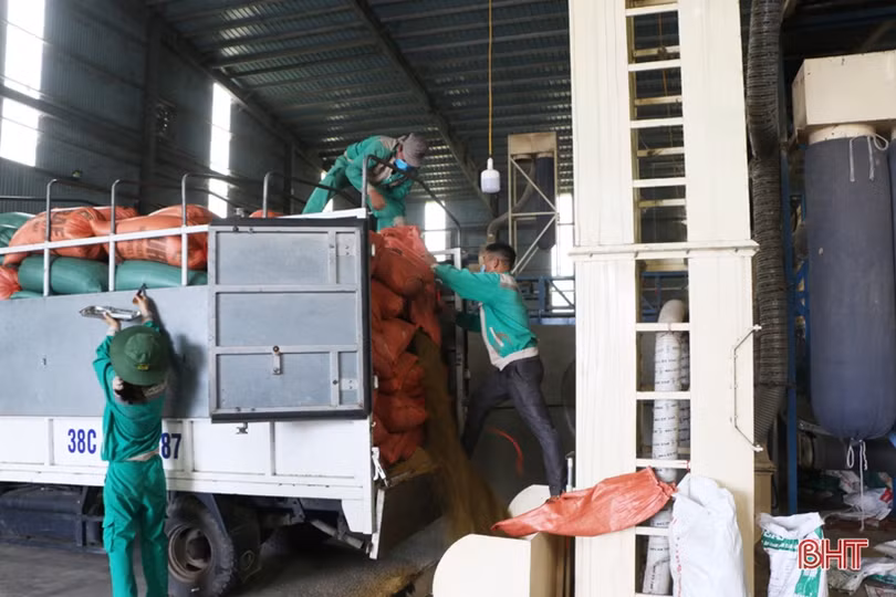 Ứng phó với thời tiết xấu, phấn đấu bảo toàn năng suất lúa hè thu ở Hà Tĩnh