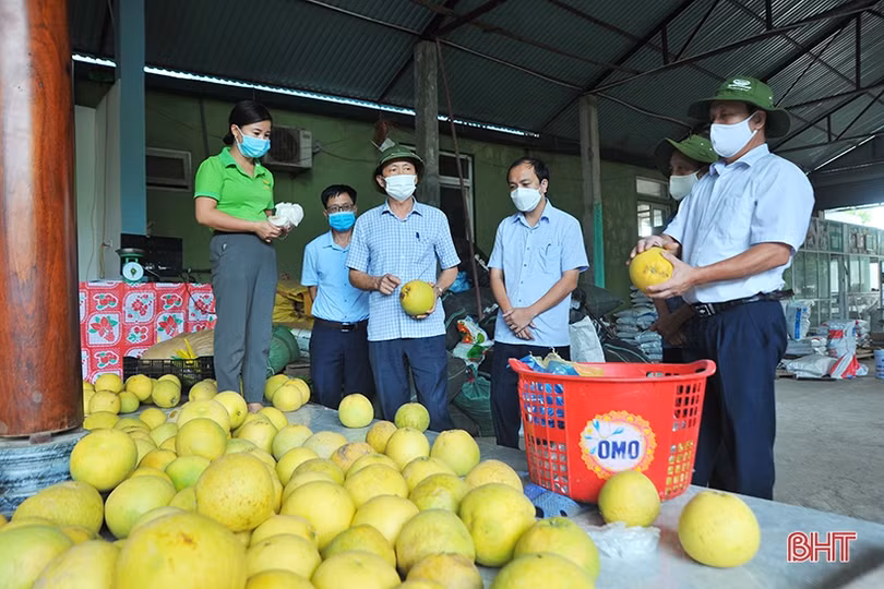 Rà soát tiến độ tiêu thụ bưởi Phúc Trạch để có giải pháp hỗ trợ kịp thời