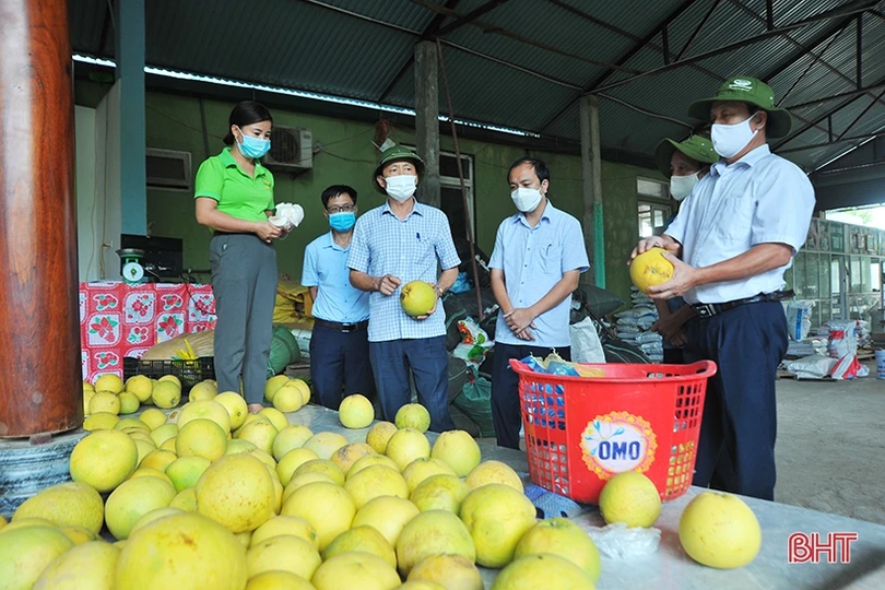 Rà soát tiến độ tiêu thụ bưởi Phúc Trạch để có giải pháp hỗ trợ kịp thời