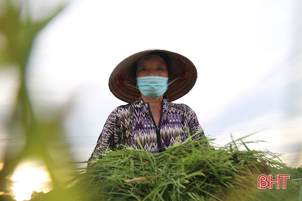 Hà Tĩnh đã thu hoạch 85% diện tích lúa hè thu