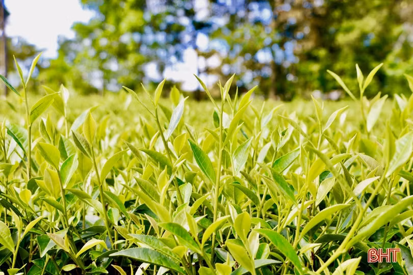 Xây dựng sản phẩm chè Thọ Điền đạt chuẩn OCOP