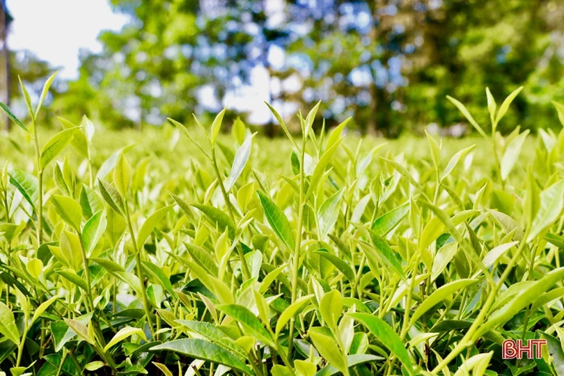 Xây dựng sản phẩm chè Thọ Điền đạt chuẩn OCOP