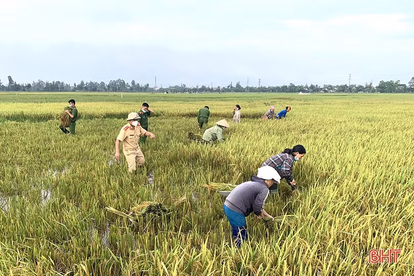 Cán bộ, chiến sỹ LLVT Hà Tĩnh giúp dân gặt lúa “chạy bão”