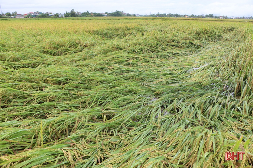 Ứng phó với thời tiết xấu, phấn đấu bảo toàn năng suất lúa hè thu ở Hà Tĩnh ảnh 1 Ứng phó với thời tiết xấu, phấn đấu bảo toàn năng suất lúa hè thu ở Hà Tĩnh