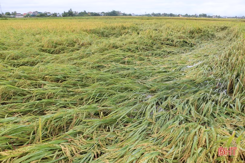 Ứng phó với thời tiết xấu, phấn đấu bảo toàn năng suất lúa hè thu ở Hà Tĩnh