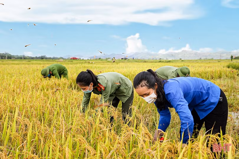 Cán bộ, chiến sỹ LLVT Hà Tĩnh giúp dân gặt lúa “chạy bão”