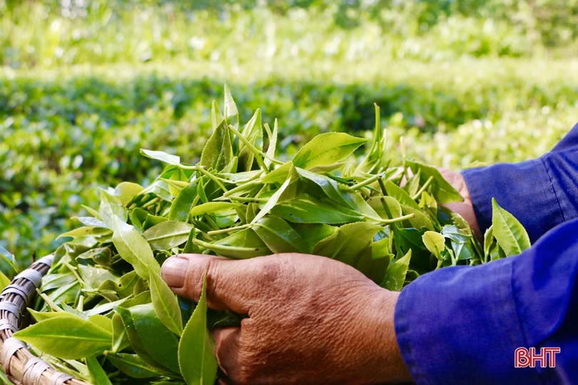 Xây dựng sản phẩm chè Thọ Điền đạt chuẩn OCOP