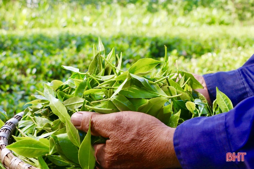 Xây dựng sản phẩm chè Thọ Điền đạt chuẩn OCOP