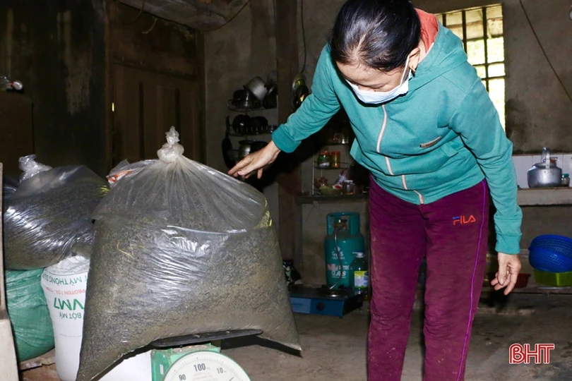 Xây dựng sản phẩm chè Thọ Điền đạt chuẩn OCOP