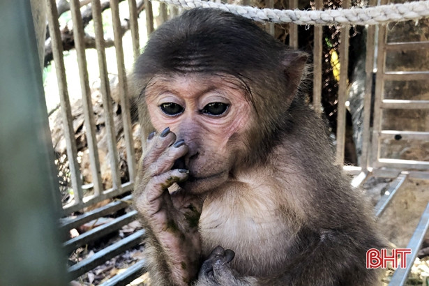 Bàn giao cá thể khỉ mặt đỏ cho lực lượng kiểm lâm