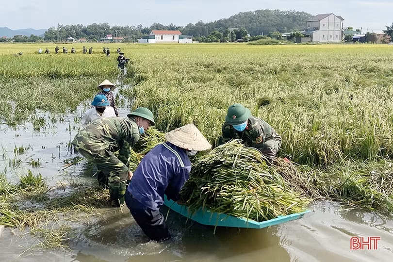 Cán bộ, chiến sỹ LLVT Hà Tĩnh giúp dân gặt lúa “chạy bão”
