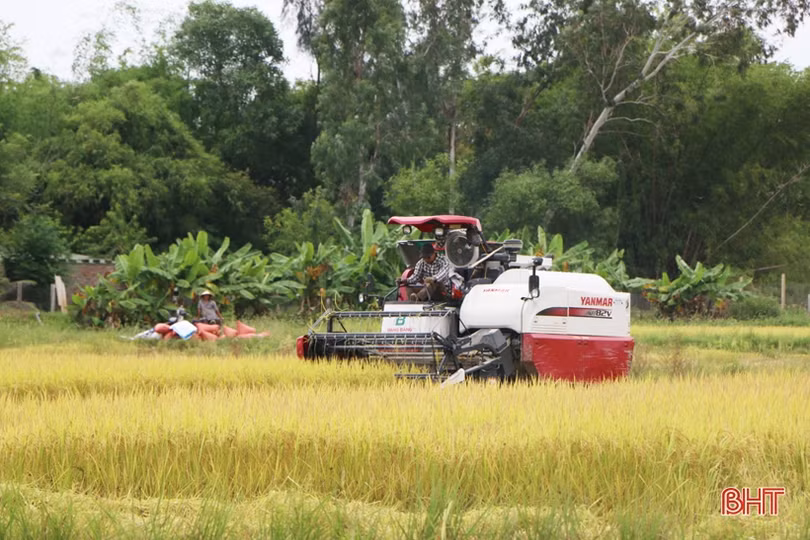 Ứng phó với thời tiết xấu, phấn đấu bảo toàn năng suất lúa hè thu ở Hà Tĩnh