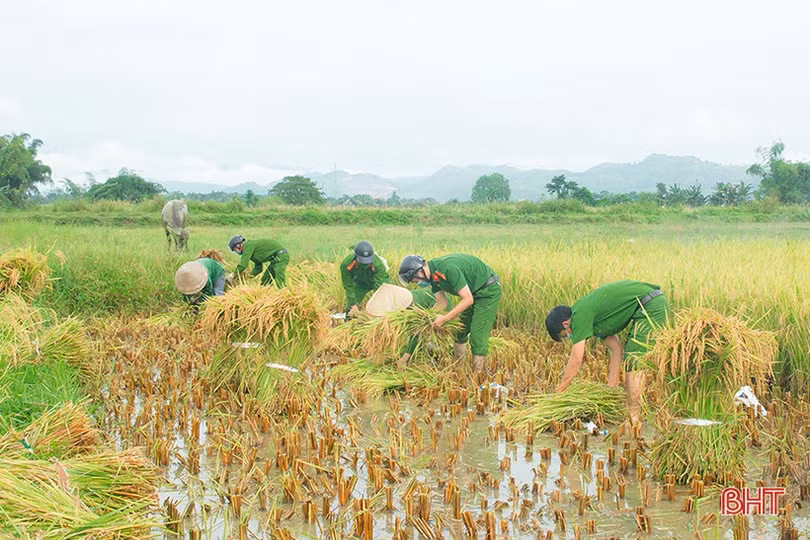 Cán bộ, chiến sỹ LLVT Hà Tĩnh giúp dân gặt lúa “chạy bão”