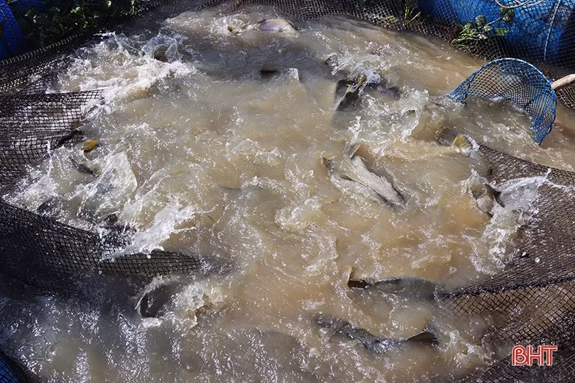 Người nuôi trồng thủy sản ở Hà Tĩnh gia cố ao nuôi ứng phó bão số 5