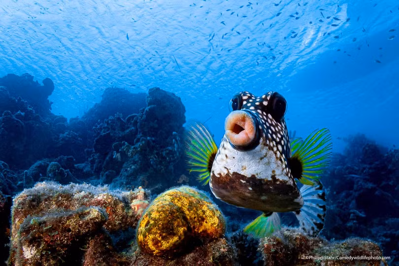 Cảnh đại bàng giật mình vào top ảnh động vật hài nhất năm