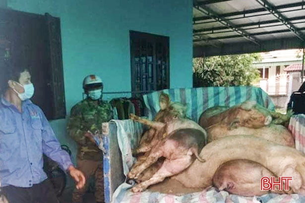 Nghi Xuân tái xuất hiện dịch tả lợn châu Phi