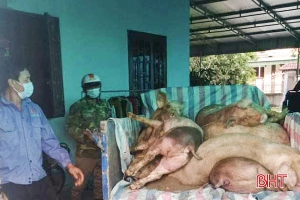 Nghi Xuân tái xuất hiện dịch tả lợn châu Phi