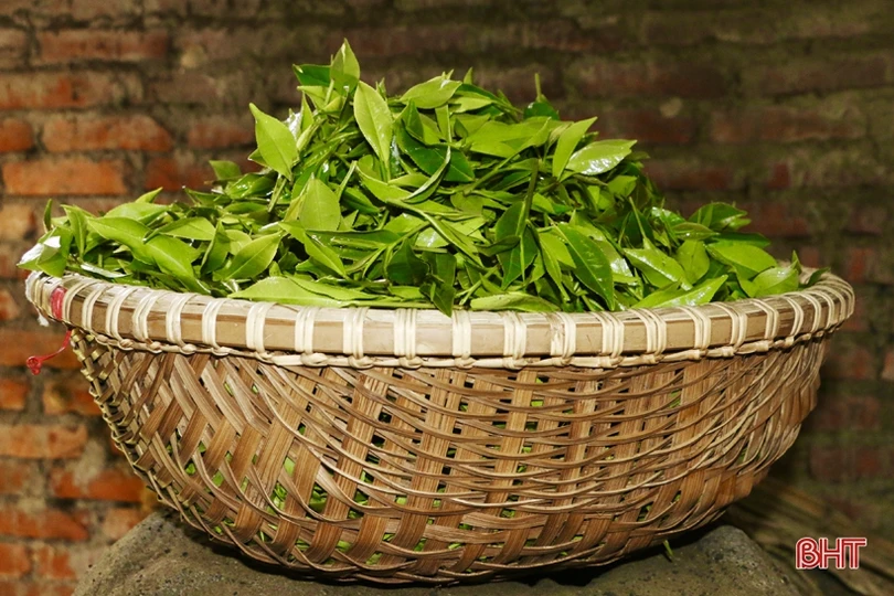 Xây dựng sản phẩm chè Thọ Điền đạt chuẩn OCOP