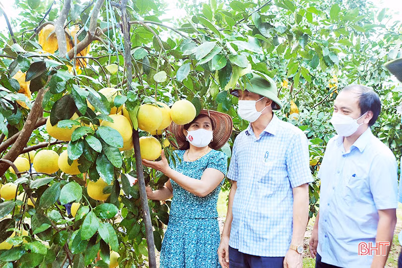Rà soát tiến độ tiêu thụ bưởi Phúc Trạch để có giải pháp hỗ trợ kịp thời