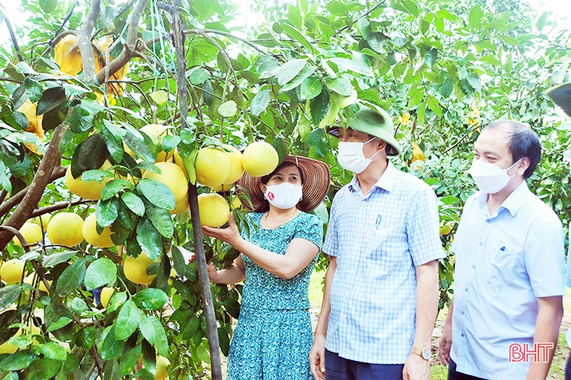 Rà soát tiến độ tiêu thụ bưởi Phúc Trạch để có giải pháp hỗ trợ kịp thời