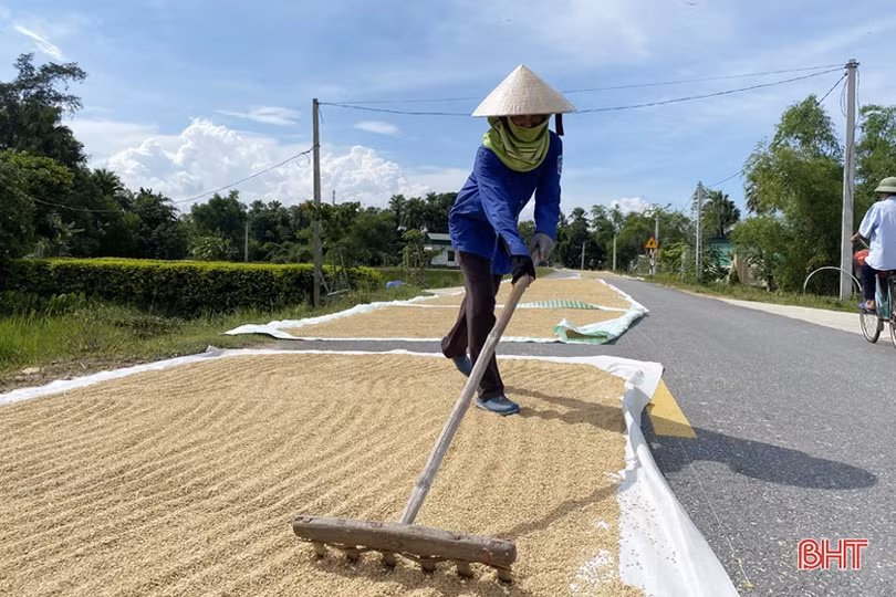 Hà Tĩnh thu hoạch gần 90% diện tích lúa hè thu, tiếp tục “chạy” bão các diện tích còn lại