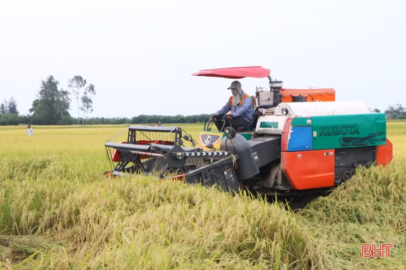 Hà Tĩnh thu hoạch gần 90% diện tích lúa hè thu, tiếp tục “chạy” bão các diện tích còn lại
