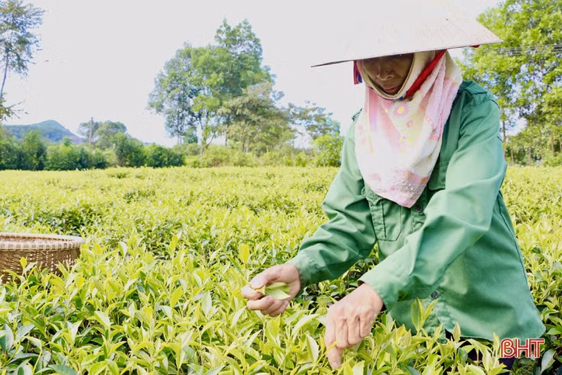 Xây dựng sản phẩm chè Thọ Điền đạt chuẩn OCOP