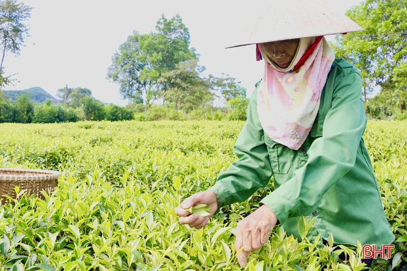 Xây dựng sản phẩm chè Thọ Điền đạt chuẩn OCOP