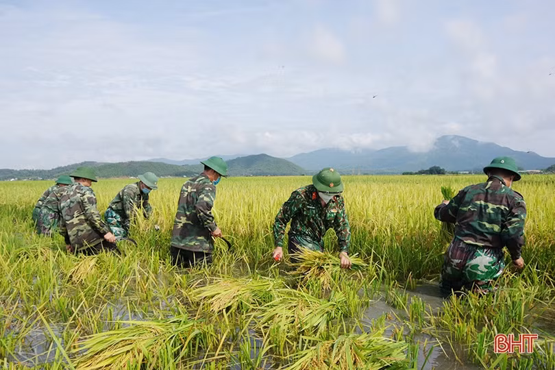 Cán bộ, chiến sỹ LLVT Hà Tĩnh giúp dân gặt lúa “chạy bão”