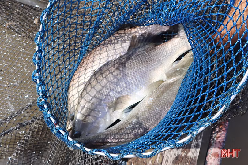 Người nuôi trồng thủy sản ở Hà Tĩnh gia cố ao nuôi ứng phó bão số 5