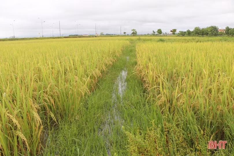 Ứng phó với thời tiết xấu, phấn đấu bảo toàn năng suất lúa hè thu ở Hà Tĩnh