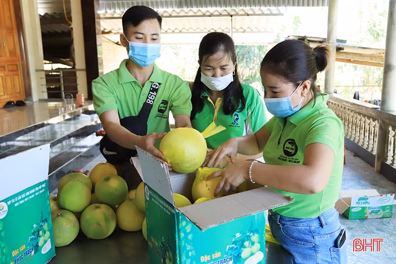 Hà Tĩnh thống nhất gắn 1 tem nhãn trên bưởi Phúc Trạch, tạo thuận lợi cho người dân