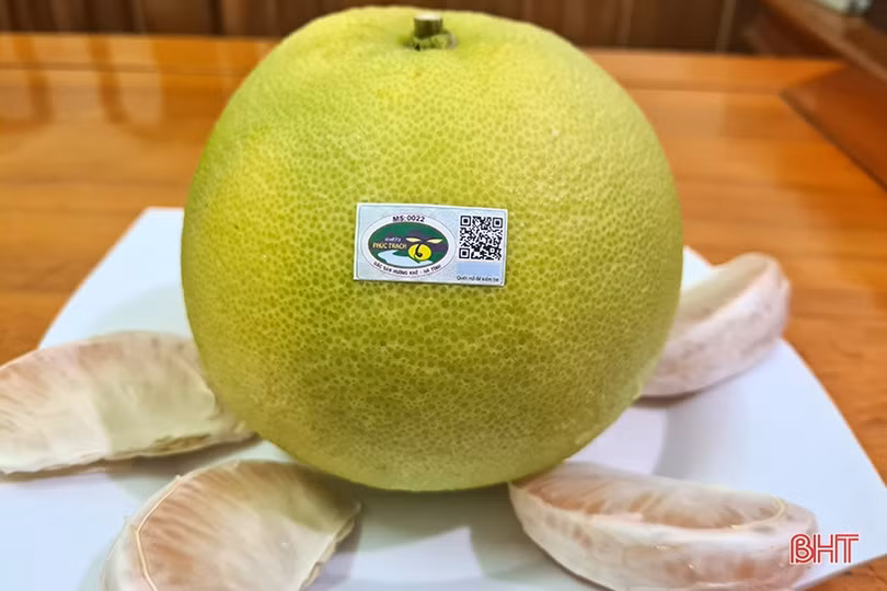 Hà Tĩnh thống nhất gắn 1 tem nhãn trên bưởi Phúc Trạch, tạo thuận lợi cho người dân