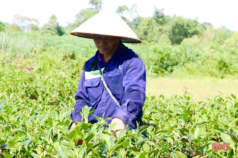 Xây dựng sản phẩm chè Thọ Điền đạt chuẩn OCOP