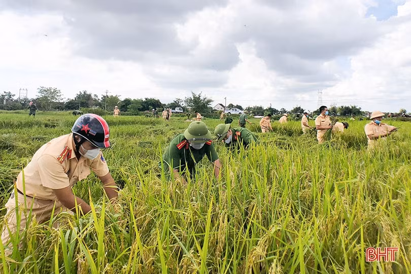 Cán bộ, chiến sỹ LLVT Hà Tĩnh giúp dân gặt lúa “chạy bão”
