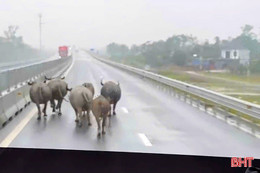 Đàn trâu chạy rông trên cao tốc Hàm Nghi – Vũng Áng 