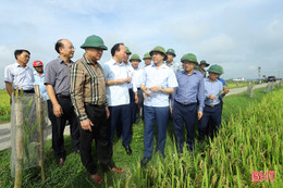 Đẩy nhanh thu hoạch lúa xuân, triển khai sản xuất vụ hè thu đúng kế hoạch