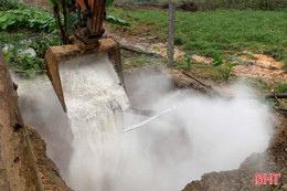 Tiêu hủy 145 con lợn nhiễm dịch tả lợn châu Phi