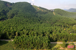Hà Tĩnh chuyển đổi gần 18 ha rừng triển khai 2 dự án